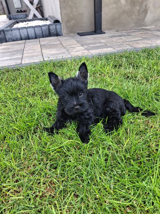 Yorkshire Terrier Czarny Diabełek:) Gotowy do Odbioru