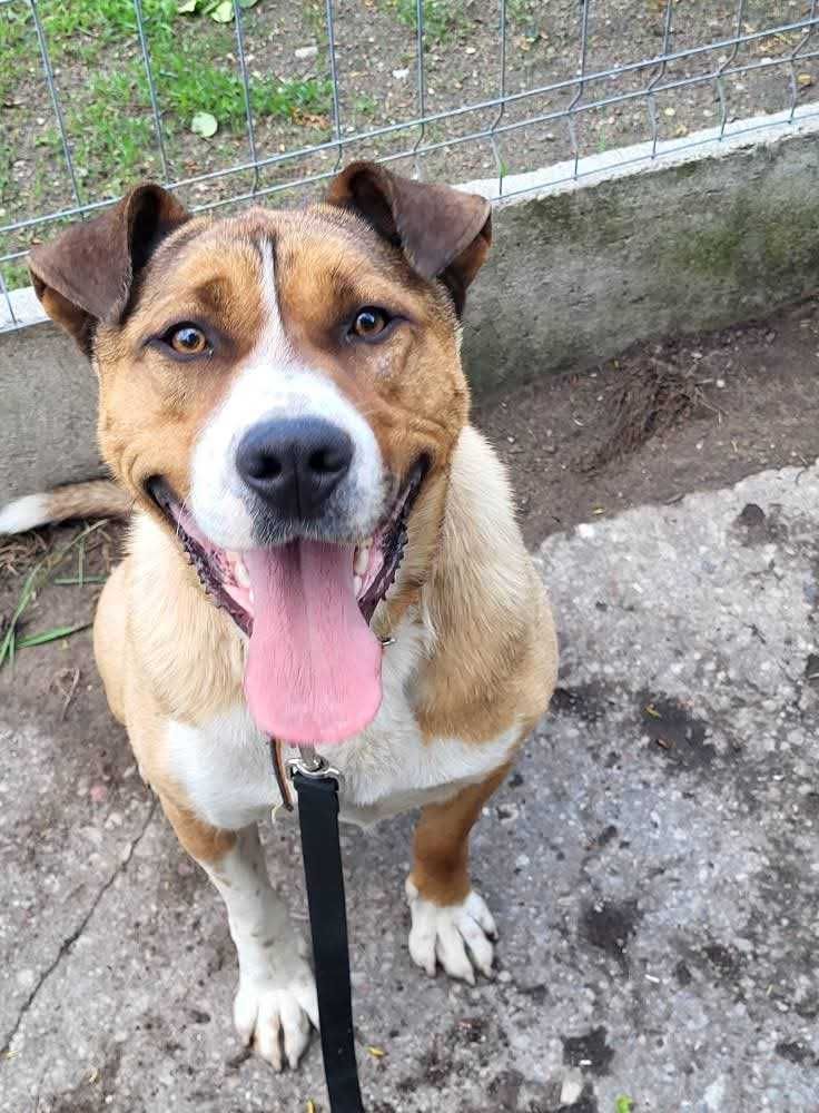 młody psiak do adopcji