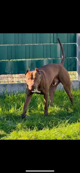 Американський пітбультерʼєр ВЯЗКА (пітбуль XL red nose)