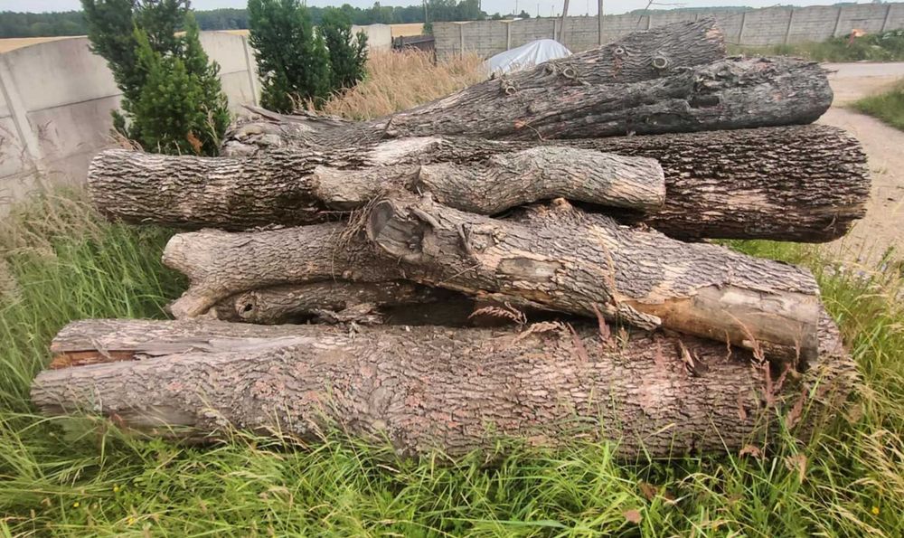 Sprzedam kłody drewna liściastego różne długości i  średnice