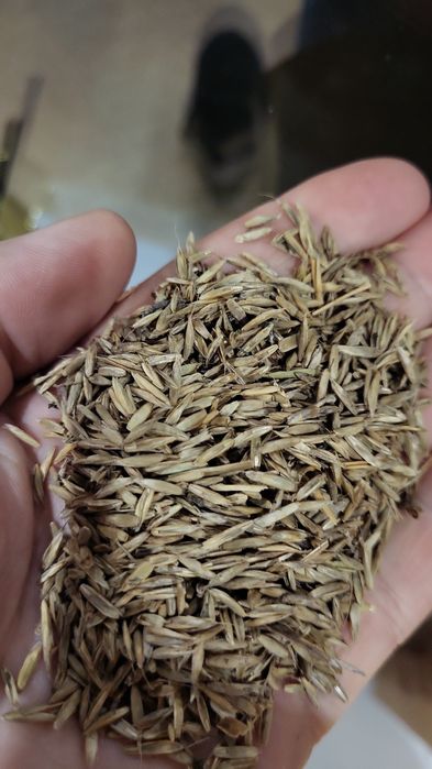 Trawa zycica trwala wielokwiatow koniczyna Lucerna a