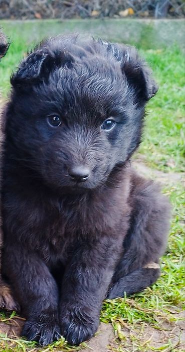 Oddam suczkę w dobre ręce