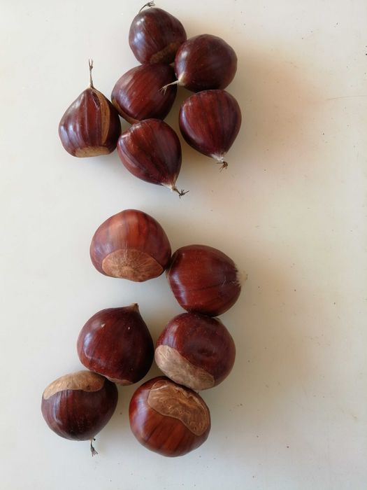 Vendo Castanhas.