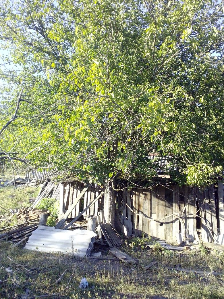 Віддам дерева на дрова