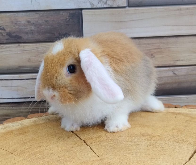 Mini lop wolne króliczki baranki