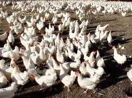 Młode NIOSKI KURY od hodowcy ! Dowóz GRATIS !! MESSA LEGHORN !