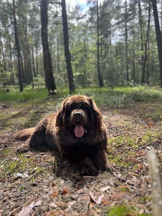 Nowofundland zapowiedź miotu wiosna 2026