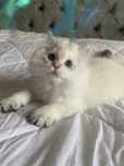 British Longhair