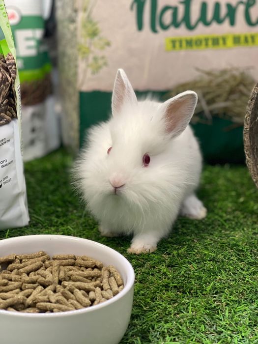 Coelhos anões - KIT DISPONIVEL LOJA