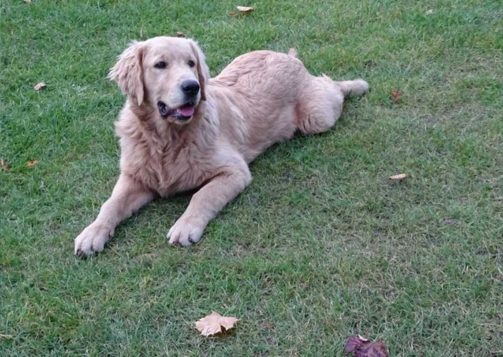 Golden retriever 7 miesieczny