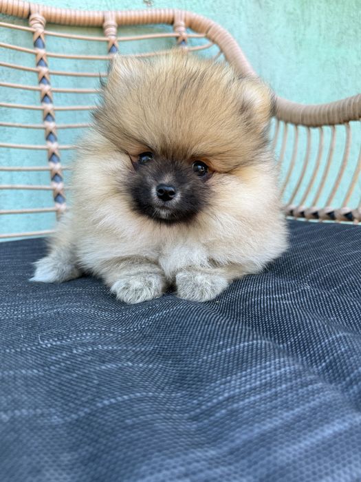 Śliczny Szpic miniaturowy Suczka sable BOO