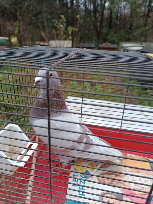 Gołąb gołębie pocztowy