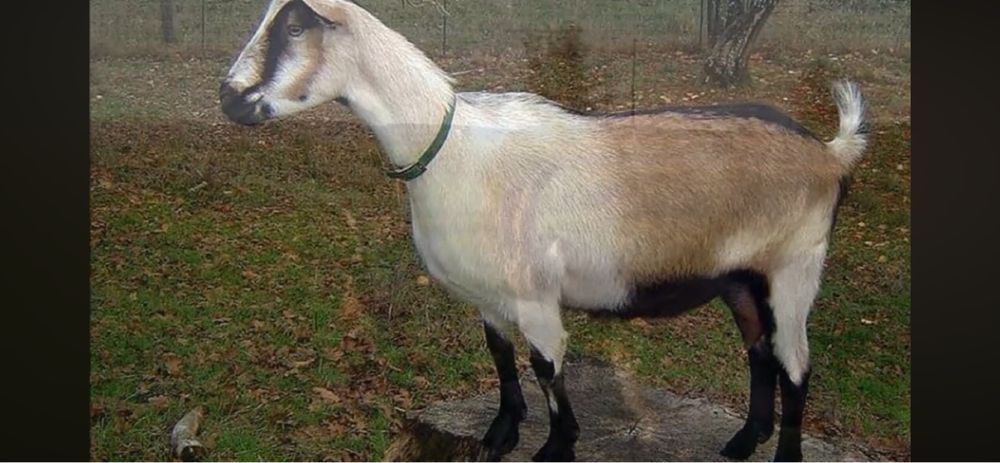 Бараны- козы Потавска область