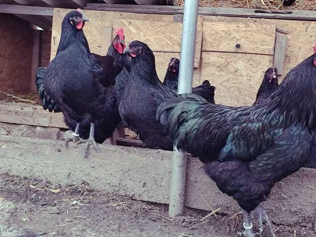 Інкубаційне яйце.(Курчата) Джерсійський гігант - чорний, блакитний.