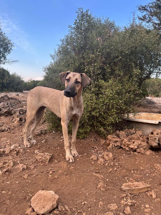 Pies 1 rok Dziewczynka