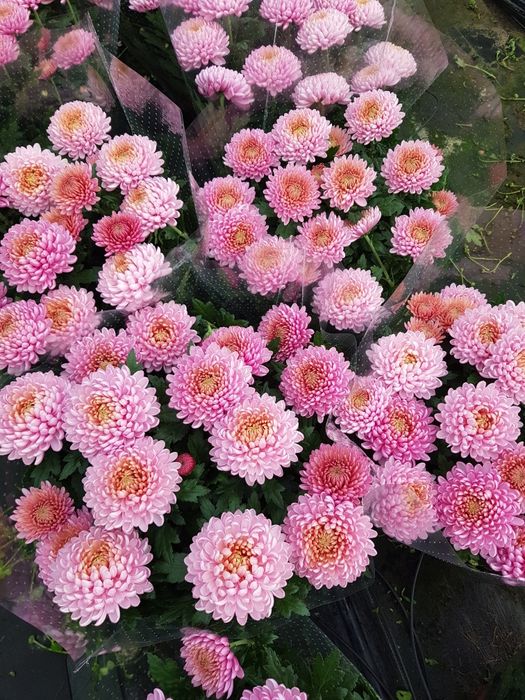 Chryzantemy drobno- i wielkokwiatowe sprzedaż hurtowa i detaliczna