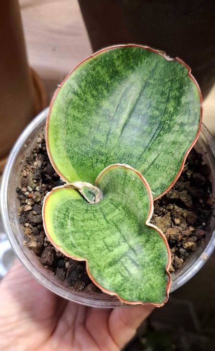 Sansevieria bhitalae 'Dragon compacta variegated'