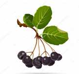 Aronia  ekologiczna