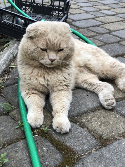 Продам шотландских вислоухих  котят!