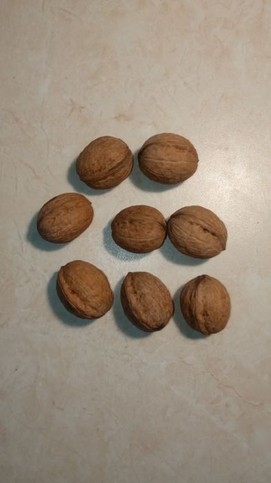 Грецький горіх урожай 2025