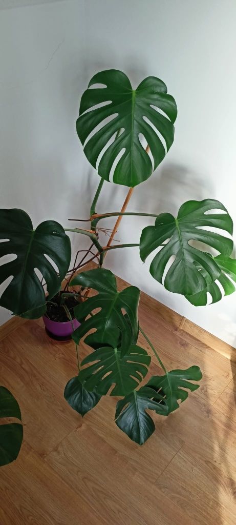 Monstera deliciosa duża