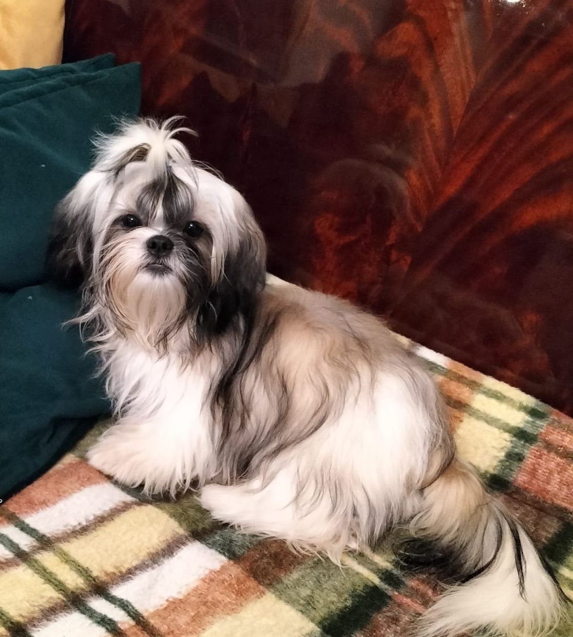 Chłopiec shih tzu