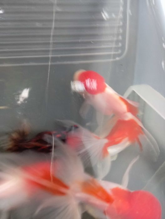 Peixes orandas...