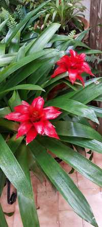 Bromélia (flor vermelha) grande