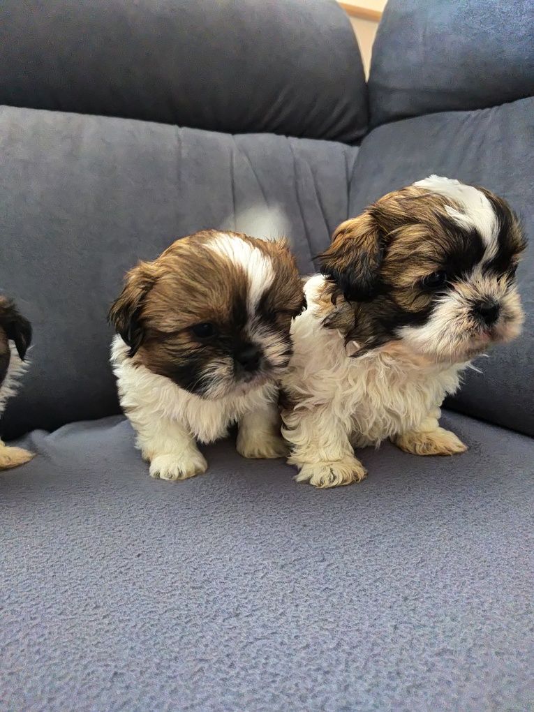 Shih tzu chłopaki gotowe do odbioru