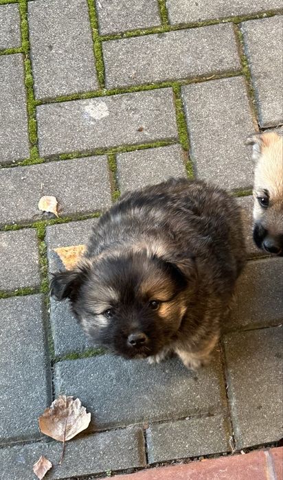 Oddam pieska w dobre ręcę