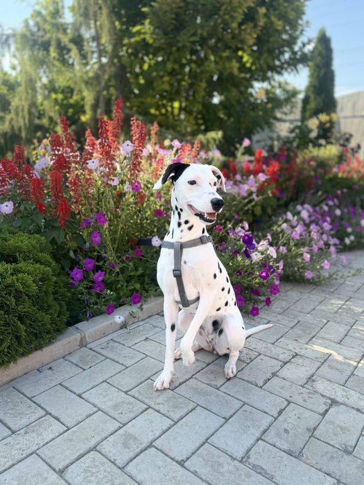 Фотосессия с Далматинцем