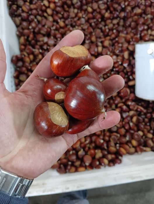 Vendo castanha martainha