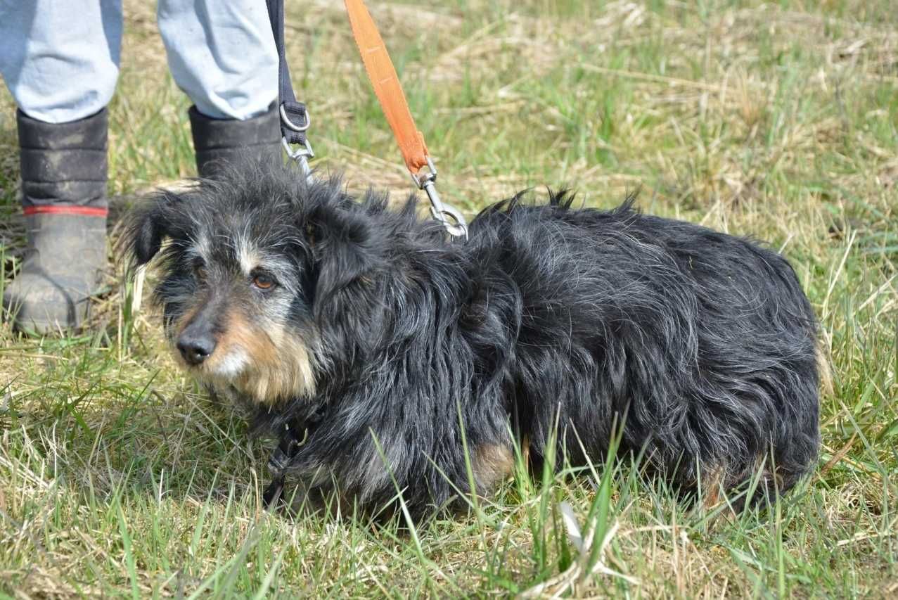 Chałka - spokojna, łagodna sunia do adopcji.