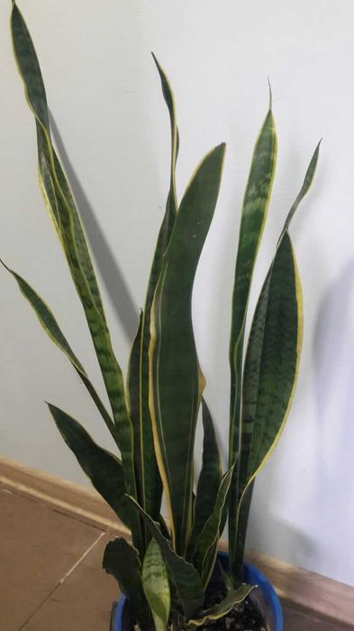 Сансевієрія трисмугова (Sansevieria trifasciata)