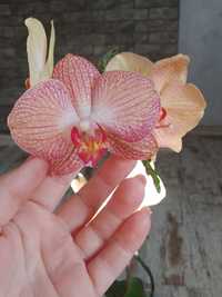 Равелло орхідея красуня