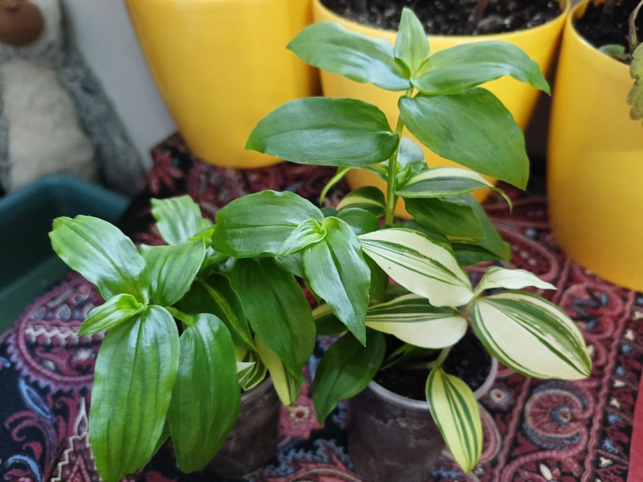 Плющ рео традесканції