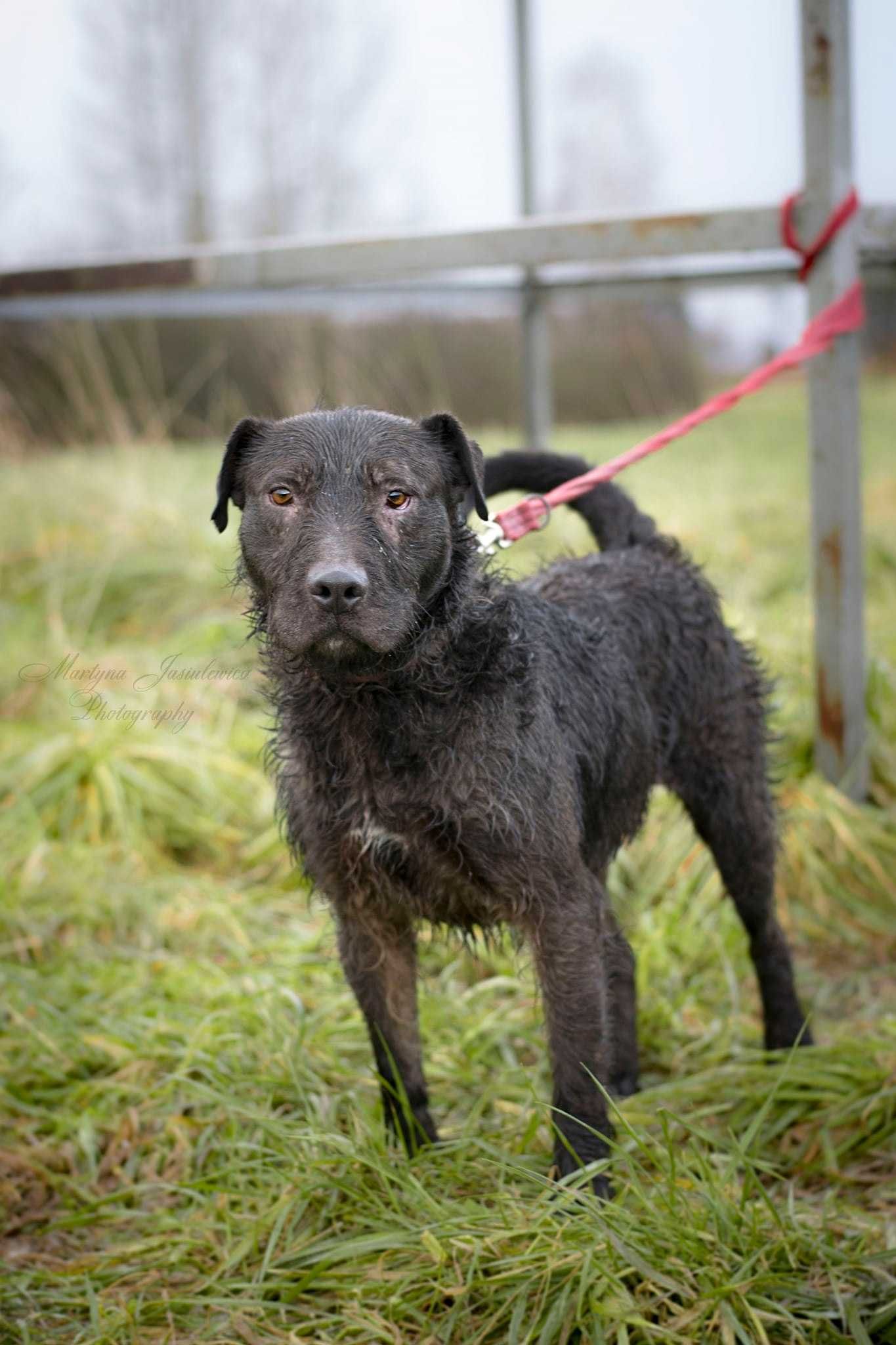 Brutus psiak do adopcji.