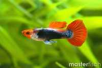 Guppys e Platys Hawai