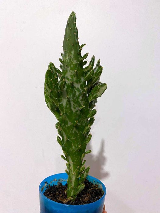 Kaktus Opuntia monacantha variegata