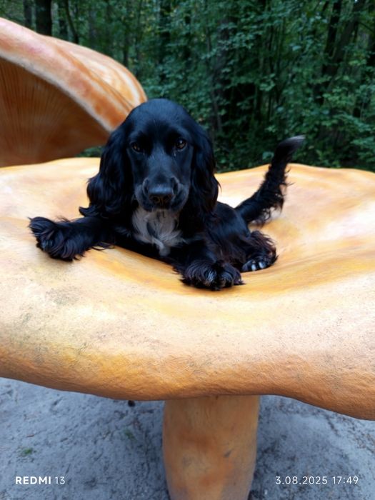 Piękne szczenięta rasy Cocker spaniel