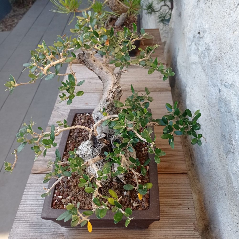 Bonsai Oliveira