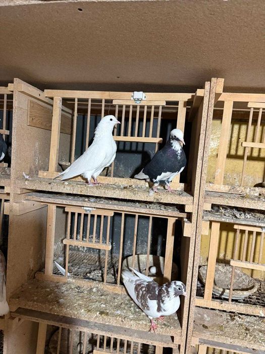 Sprzedam gołębie kumru kumru