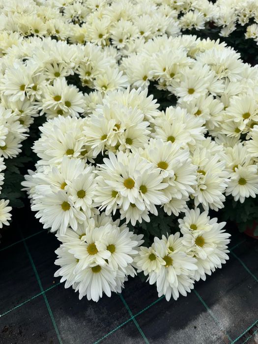 Piękne Chryzantemy duży wybór