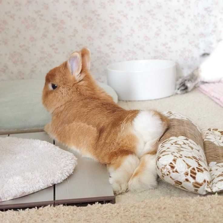 Mini coelhos anões+Gaiolas nova+alimentação adequada