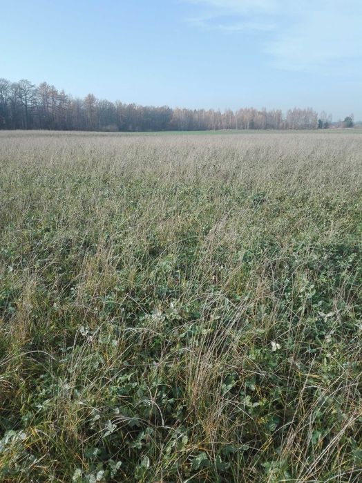 Łąka na pniu, sianokiszonka