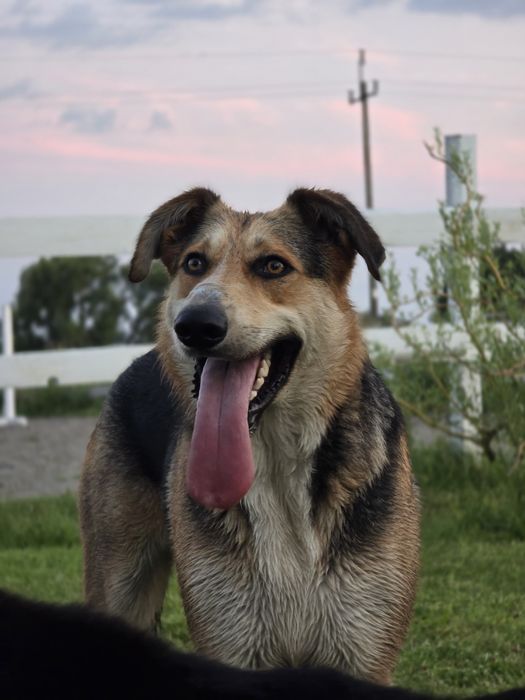 Harry – dżentelmen na czterech łapach szuka domu! 

Poznajcie Harry’eg