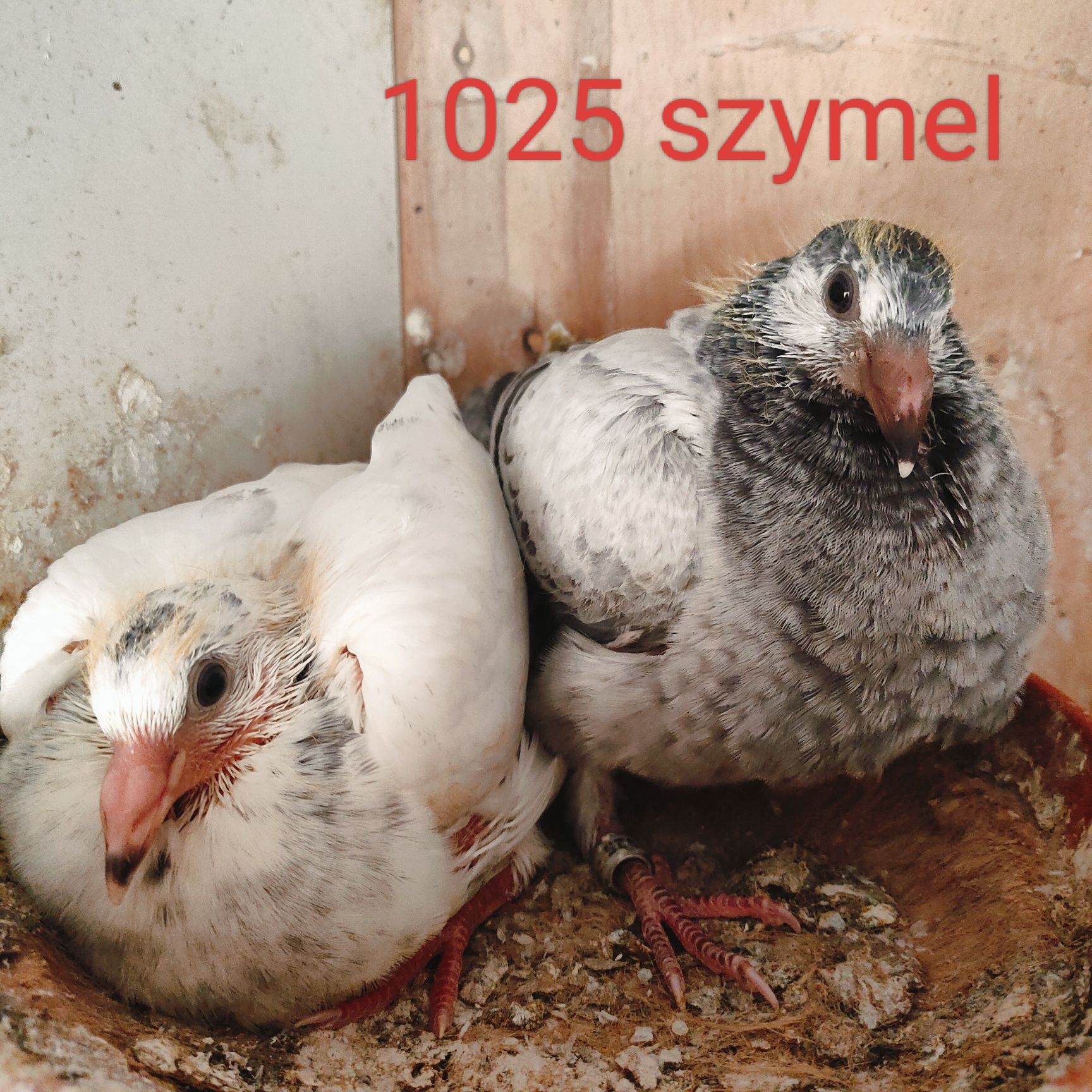 Młode gołębie pocztowe 50% Jos Thone, 100%  Jos Thone