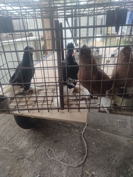 Gołębie ozdobne mnichy