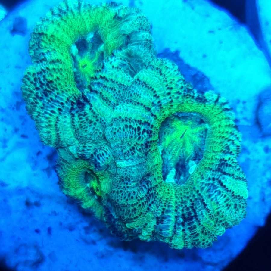 Acanthastrea Lordhowensis akwarium morskie koralowce Korale.Pro