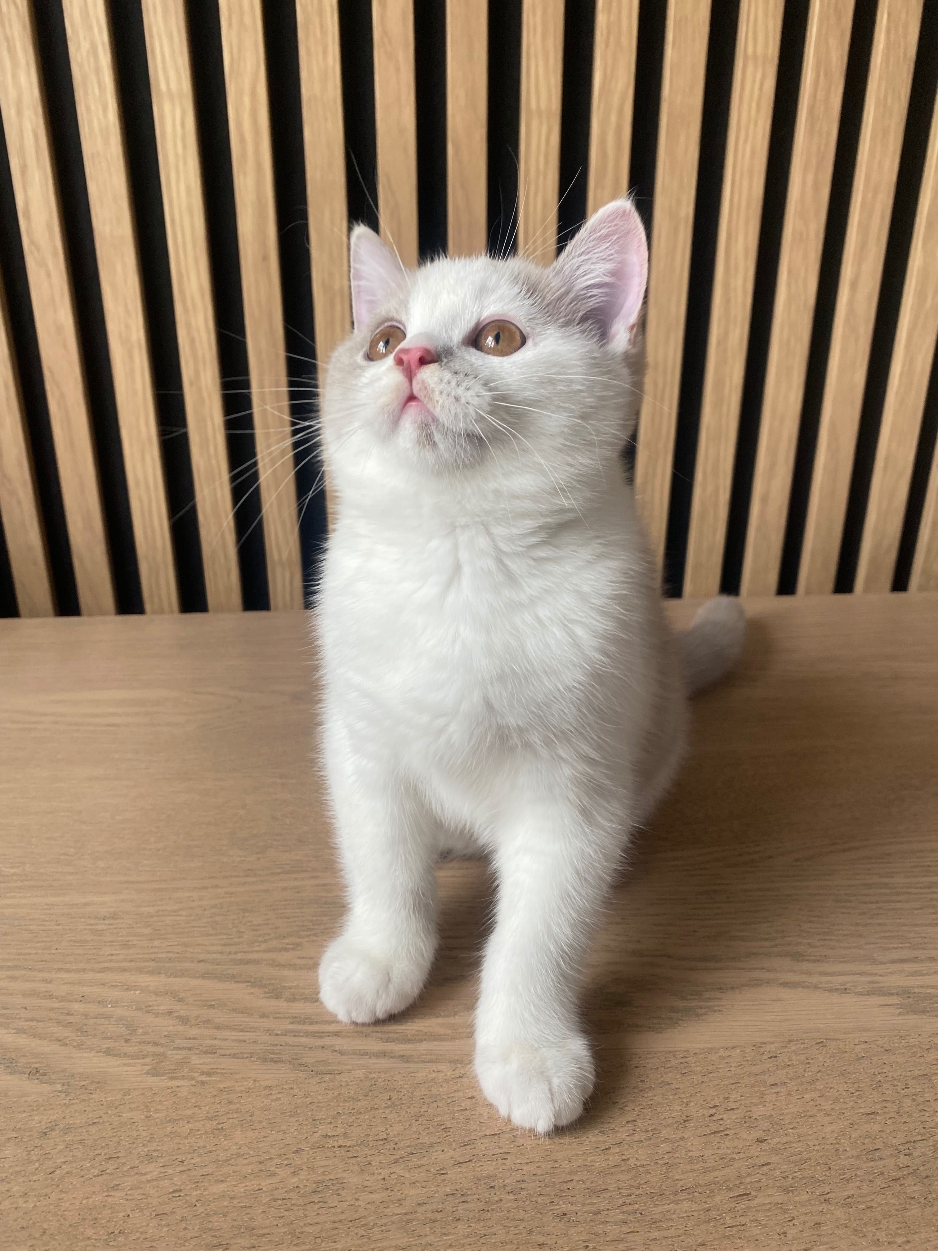 kot brytyjski lilowy Bicolor rodowód FPL